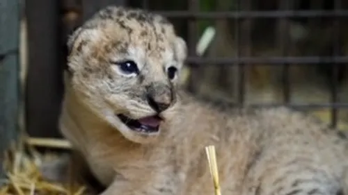 Carnet rose : deux lionceaux naissent au Zoo d’Amnéville
